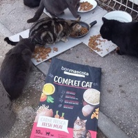 photo de livraison pour Les Chats-Pitresdelavi-Ste