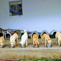 photo de livraison pour SOS Animaux Tunisie