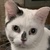 photo animal