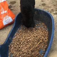 photo de livraison pour Saving Orphaned Souls Sheila's Animal Rescue Mission