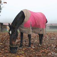 photo de livraison pour Cheval Espoirs 38