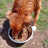 photo de livraison pour Silver Dog Srebrenica