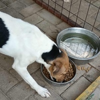 photo de livraison pour Civic Initiative Kane Korzo Skopje