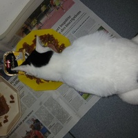 photo de livraison pour Les chats de chez nous