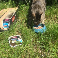 photo de livraison pour Les chats de l'Indifférence