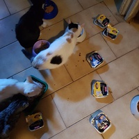 photo de livraison pour Des Cœurs pour les Pattes du 93