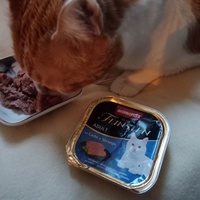 photo de livraison pour Les Chats de la Rue