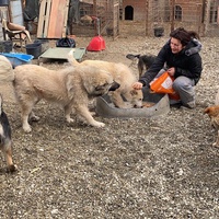 photo de livraison pour Saving Orphaned Souls Sheila's Animal Rescue Mission