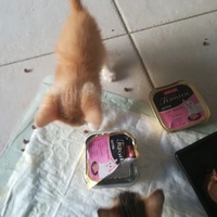 photo de livraison pour Les Chats libres de Calvisson