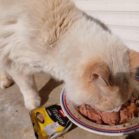 photo de livraison pour SOS COUSSINETS AUDOIS