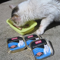 photo de livraison pour Jardin des Chats
