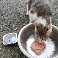 photo de livraison pour Chat L'Heureux Chat l'Ange et Cie