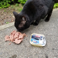 photo de livraison pour Chats Maux