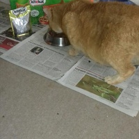 photo de livraison pour Les Chats de la Rue