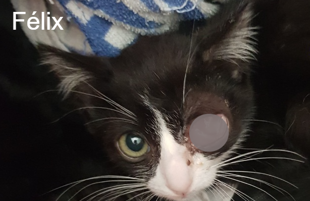 Felix Dans Les Yeux De Leo Animal Webaction Felix Dans Les Yeux De Leo Animal Webaction