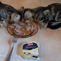 photo de livraison pour Bien vivre avec les Chats Sallélois