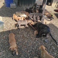 photo de livraison pour Asociatia Save A Life - Salvează O Viata