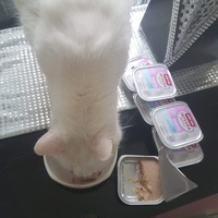 photo de livraison pour Les chats de l'Indifférence