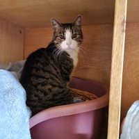 photo de livraison pour Chat de Gout'hier sans Toit