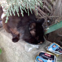photo de livraison pour ANIMAL ATTITUDE