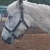 photo animal