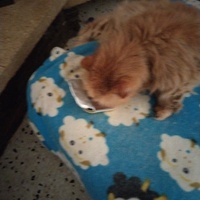 photo de livraison pour Chats Grains d'Amour