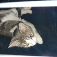photo de livraison pour SOS Chats en Détresse