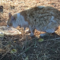 photo de livraison pour Félin Pour L’Hôte