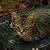 photo animal