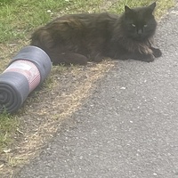 photo de livraison pour Les Chats De QUEAUX