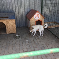 photo de livraison pour Save & Hope for Dogs