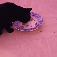 photo de livraison pour Protect Cat