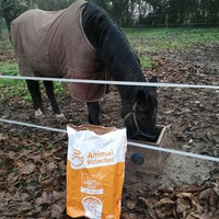 photo de livraison pour Hearthland Royal Horse