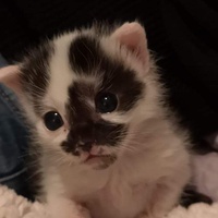 photo de livraison pour A Toutes Pattes