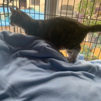 photo de livraison pour Association des Chats Camarguais