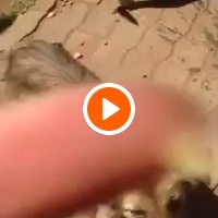 photo de livraison pour Comme Chiens et Chats Maroc