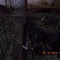 photo de livraison pour Pro Animals Finland ry