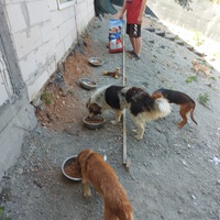 photo de livraison pour UZZŽ "Sretna Šapa"
