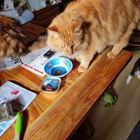 photo de livraison pour Ecole du Chat d’Arbois