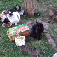 photo de livraison pour Les Chats Libres de la Canterrane