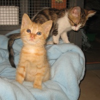 photo de livraison pour Jardin des Chats