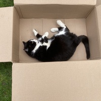 photo de livraison pour Association Des  Chats  De Hyeres