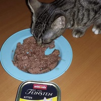 photo de livraison pour Les Chats-Pitresdelavi-Ste