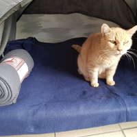 photo de livraison pour Les chats de l'Indifférence