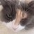 photo animal