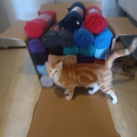 photo de livraison pour Protect Cat