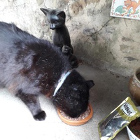 photo de livraison pour Chats en Liberté