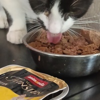 photo de livraison pour Cat Miaou