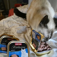 photo de livraison pour Jardin des Chats