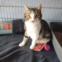 photo de livraison pour Association des Chats Camarguais